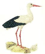 broderna von wrights vit stork oil painting